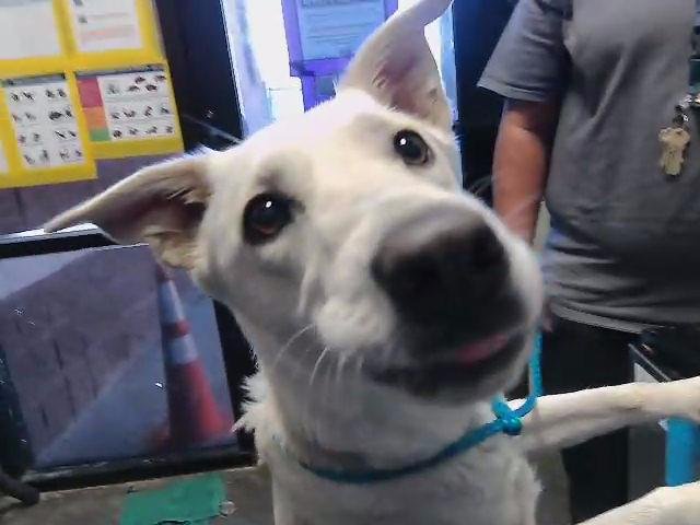 FREYA - German Shepherd Dog available for adoption