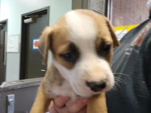 ARTEMIS - Pit Bull Terrier available for adoption
