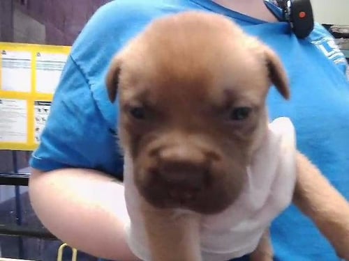 CYRUS - Pit Bull Terrier available for adoption