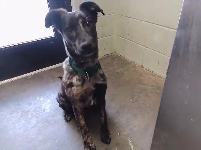 ASTORIA - Catahoula Leopard Dog / Dutch Shepherd available for adoption