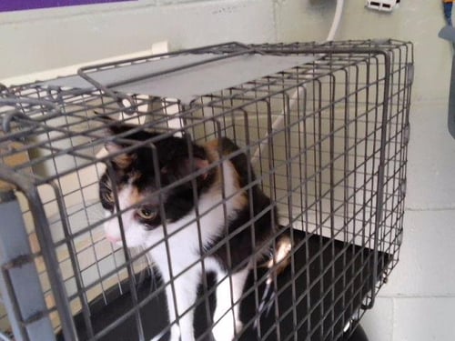 A183887 - Domestic Short Hair available for adoption