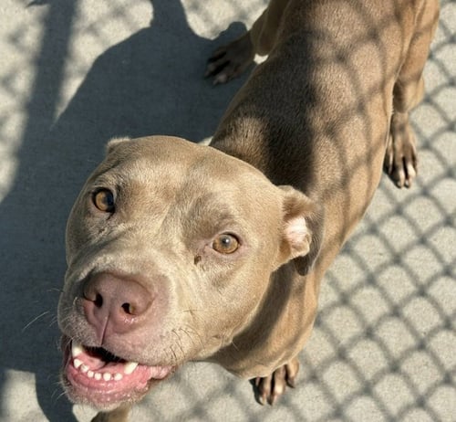 LUCY - Pit Bull Terrier available for adoption