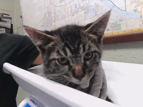 JOHN LENNON - Domestic Short Hair for adoption in Broken Arrow