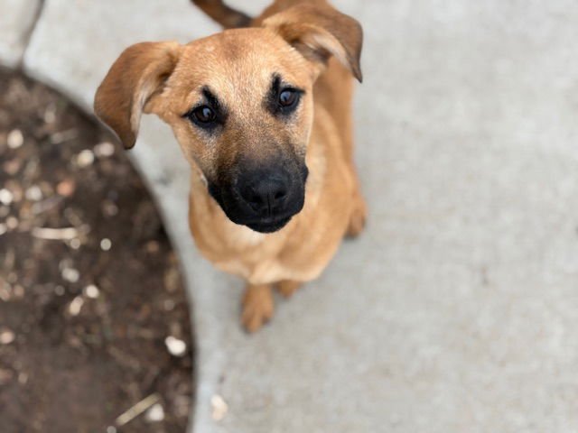 ZACH - Redbone Coonhound available for adoption