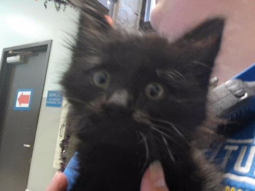 RANDALL BOGGS - Domestic Long Hair available for adoption