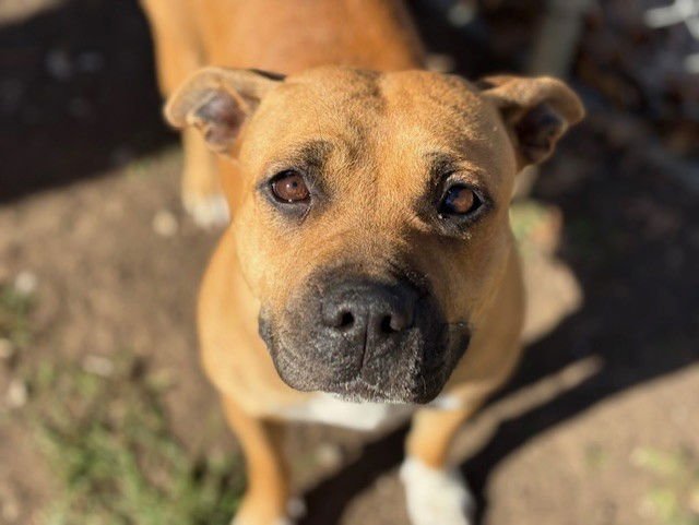 TANYA - Pit Bull Terrier available for adoption
