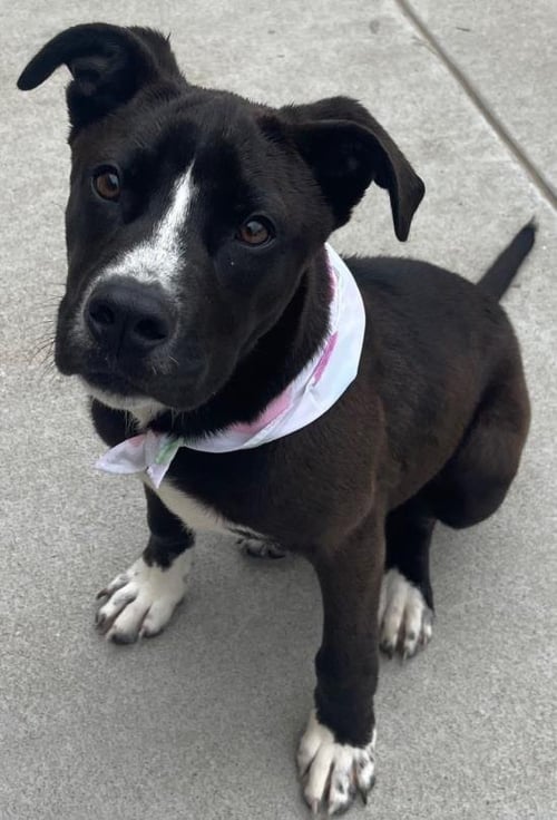 MAMMOTH - Pit Bull Terrier available for adoption