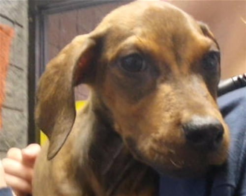 AUTSIN - Redbone Coonhound available for adoption