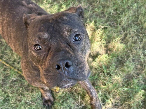 ARGO - Pit Bull Terrier available for adoption
