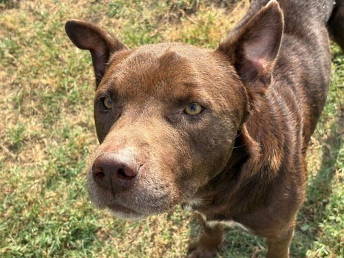 CHESTNUT - Siberian Husky available for adoption