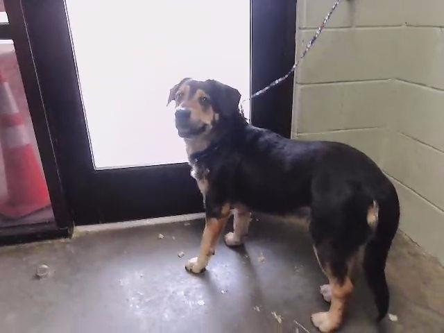 BLAZER - German Shepherd Dog available for adoption