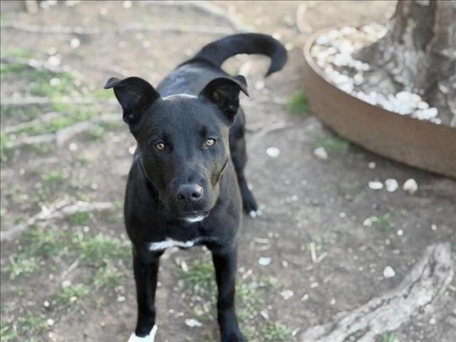 CHANCE - Australian Cattle Dog/Blue Heeler / Pit Bull Terrier available for adoption