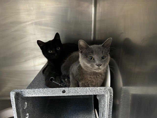 BASS - Domestic Short Hair available for adoption