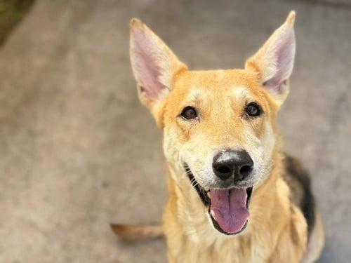 DARLA - German Shepherd Dog available for adoption