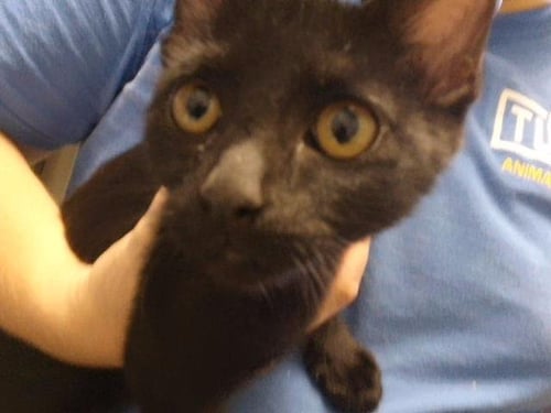 BA - Domestic Short Hair available for adoption