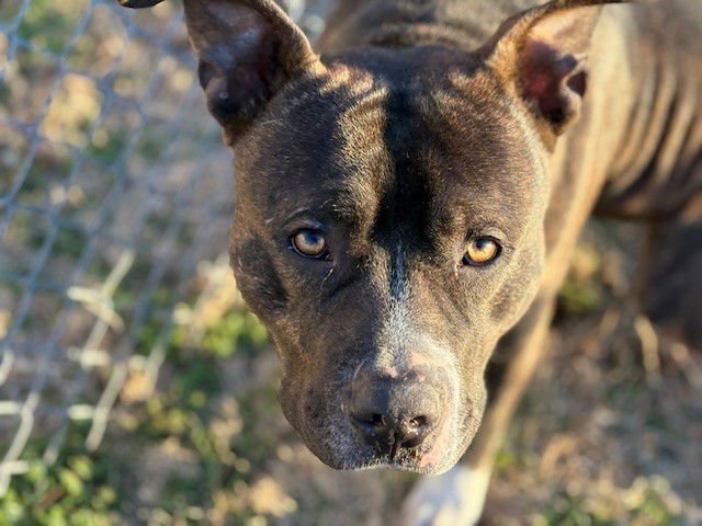 BROCK - Pit Bull Terrier available for adoption