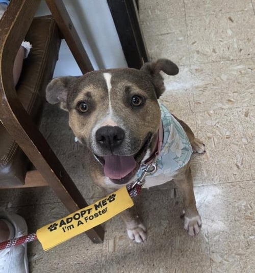 SANDY - Pit Bull Terrier available for adoption