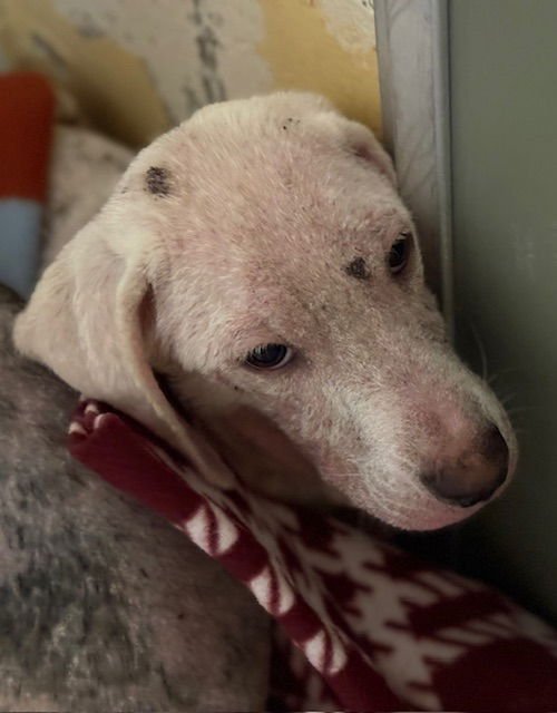 LUKE - Pit Bull Terrier available for adoption