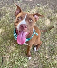 NYLA - Photo 1