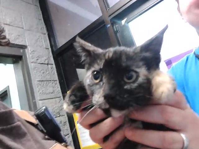 BLACKFIRE - Domestic Short Hair available for adoption