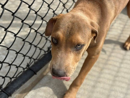 DAXTER - Pit Bull Terrier available for adoption