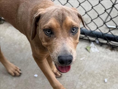 DAXTER - Pit Bull Terrier available for adoption