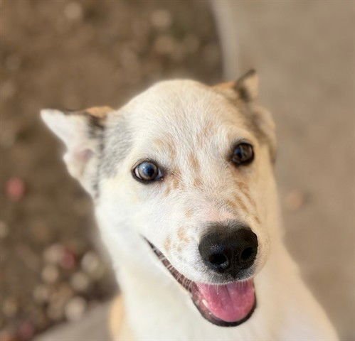 TAWNY - Pembroke Welsh Corgi available for adoption