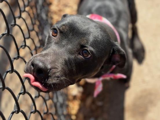 BLACK - Boxer / Pit Bull Terrier available for adoption
