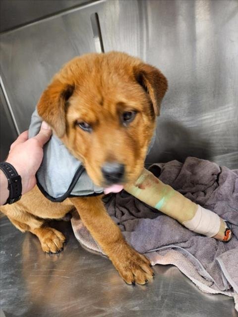 CHARLES CLIFFORD III - Chow Chow available for adoption