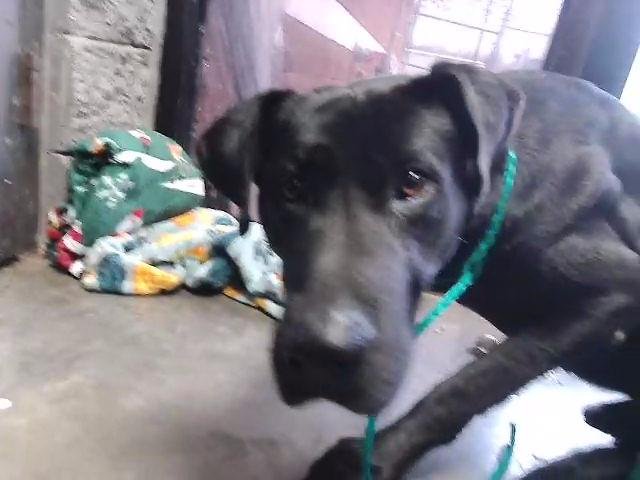 SHADOW - Great Dane available for adoption