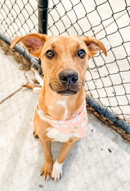 REBECCA - Redbone Coonhound available for adoption