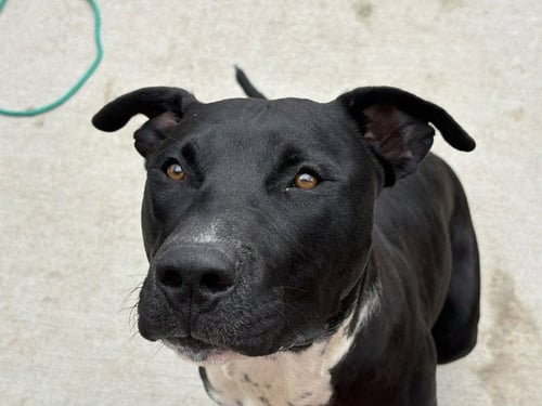 TOUGH - Pit Bull Terrier available for adoption