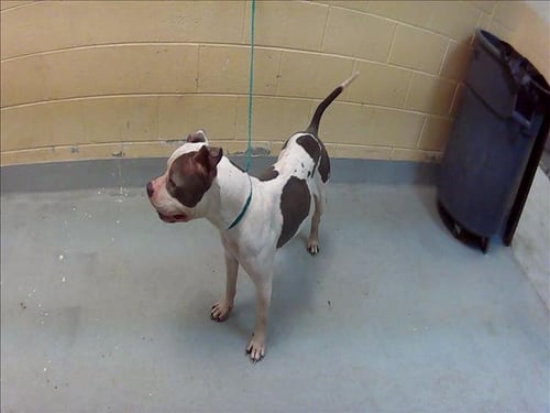 FLIP - Pit Bull Terrier available for adoption