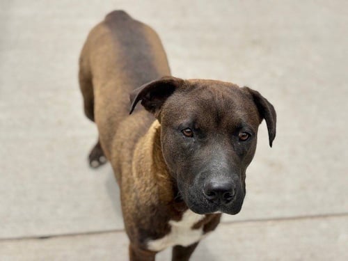 JIMMY - Pit Bull Terrier available for adoption