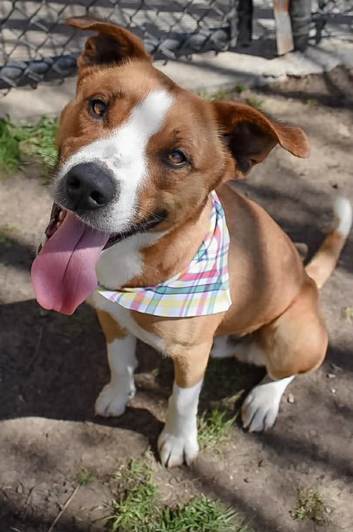 DASH - Pit Bull Terrier available for adoption