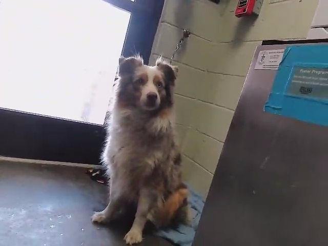 BALDWIN - Australian Shepherd available for adoption