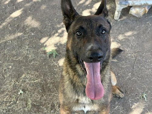 PISTACHIO - Belgian Shepherd Malinois available for adoption