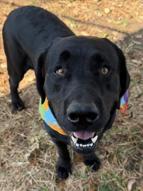 CHICO - Labrador Retriever available for adoption