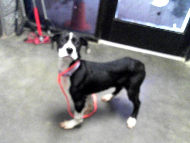 ADDY - Pit Bull Terrier available for adoption