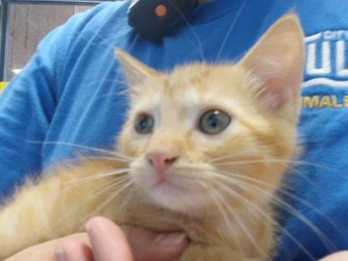 DARTY - Domestic Long Hair available for adoption