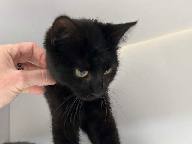 UKELELE - Domestic Short Hair available for adoption