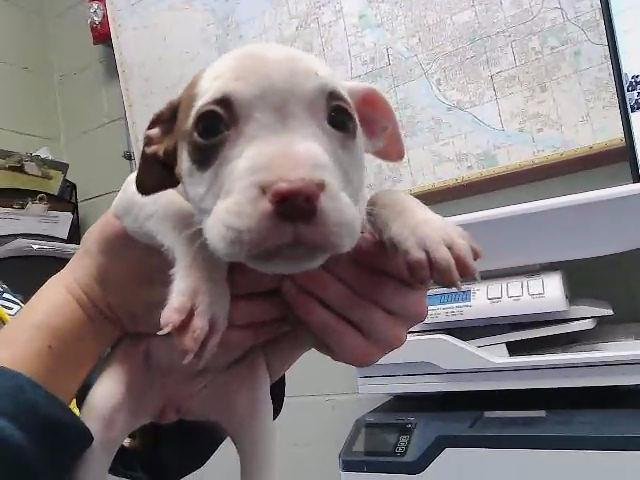 LIL BO PEEP - Australian Cattle Dog/Blue Heeler available for adoption