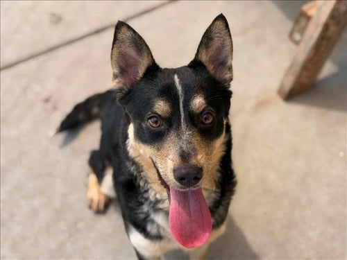 SHORTY - Pembroke Welsh Corgi available for adoption