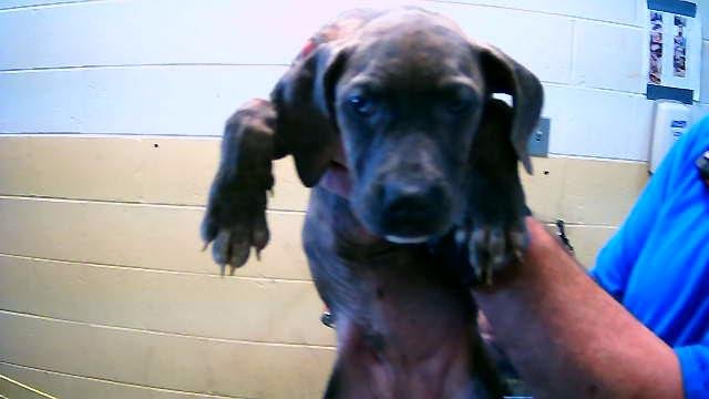 CAPTAIN AMERICA - Pit Bull Terrier available for adoption