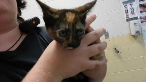 MAVE - Domestic Short Hair available for adoption