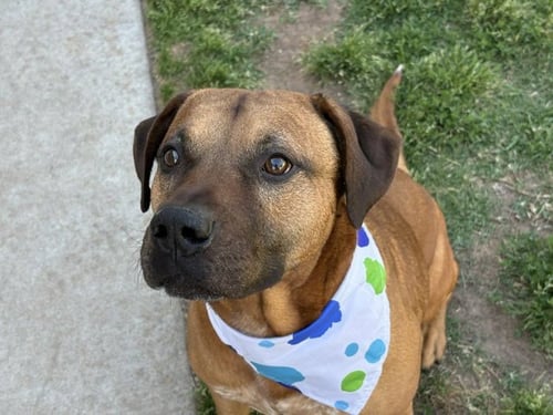 BANKSY - Pit Bull Terrier available for adoption