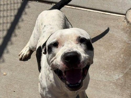 JUST A CHILL GUY - Pit Bull Terrier available for adoption