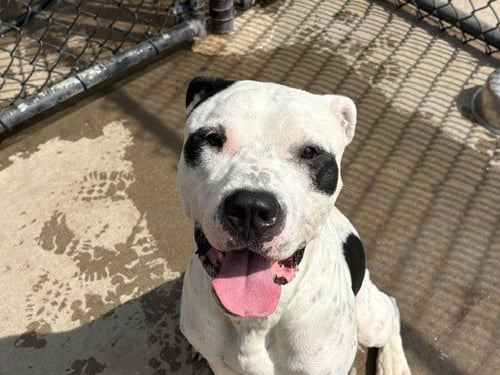 JUST A CHILL GUY - Pit Bull Terrier available for adoption