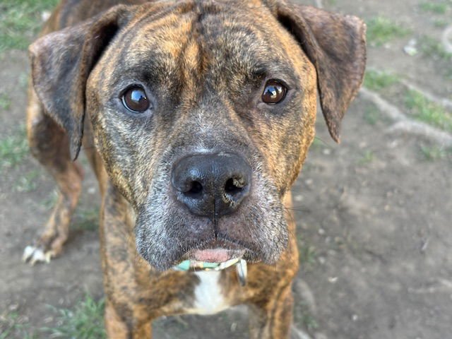 TIGER - Pit Bull Terrier available for adoption