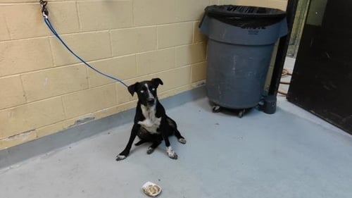 TANGO - Queensland Heeler available for adoption